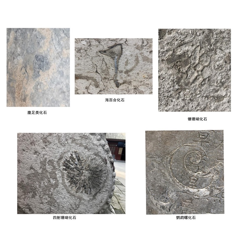 碑林藏石中的古生物化石(图1)